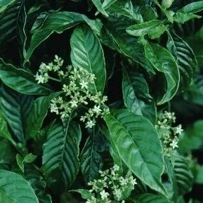 thumbnail for publication: Psychotria nervosa Wild Coffee
